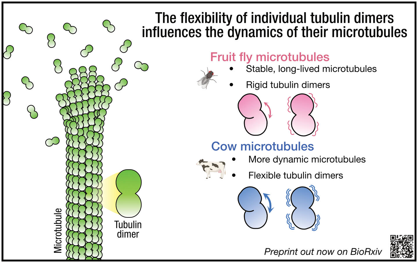 Image of a rainbow coloured microtubule model